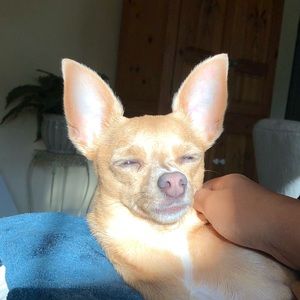 Meet your Posher, Asia